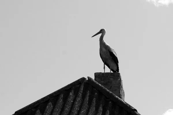 Cigüeña sola en el techo, foto en blanco y negro — Foto de Stock