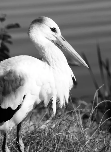 Cigüeña blanca de cerca, foto en blanco y negro — Foto de Stock