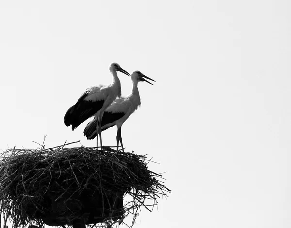 Pár čápů v hnízdě, černé a bílé fotografie — Stock fotografie