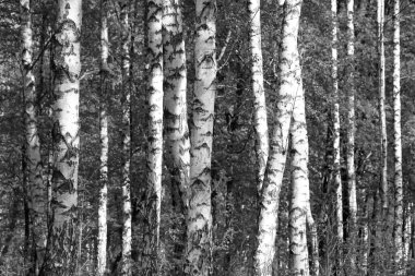 Huş ağacı orman, siyah beyaz fotoğraf, güzel manzara