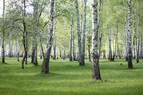 Bétulas de primavera na floresta, belo bosque de bétula, madeira de bétula — Fotografia de Stock
