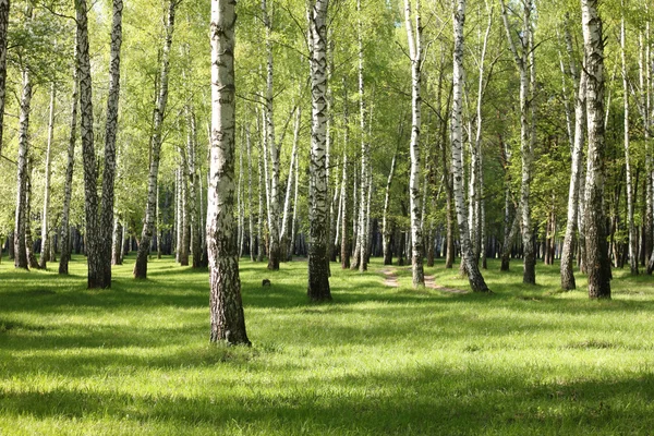 Árboles de abedul de primavera en el bosque, hermoso abedul, madera de abedul —  Fotos de Stock