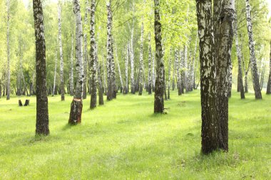 Yaz huş ağaçları orman, güzel huş grove, huş ağacı ahşap