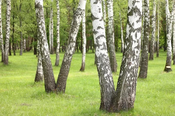 Bétulas de verão na floresta, belo bosque de bétula, madeira de bétula — Fotografia de Stock