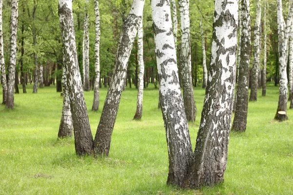 Letní břízy v Les, krásný Prosluněný březový háj, bříza dřevo — Stock fotografie