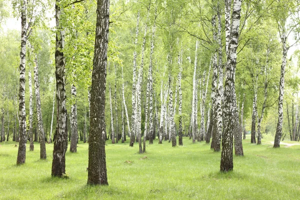 森林里的白桦树, 美丽的白桦林, 桦木 — 图库照片