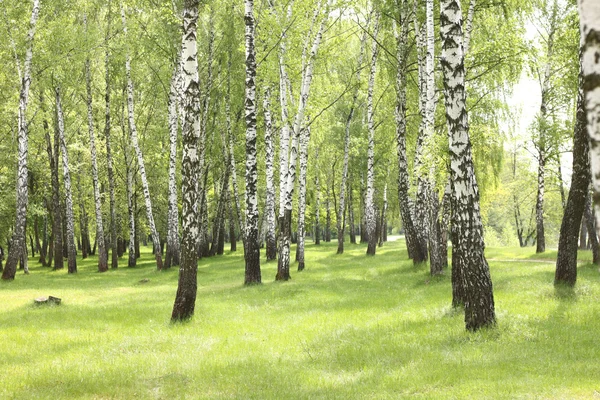 Summer birch trees in forest, beautiful birch grove, birch-wood — Stock Photo, Image