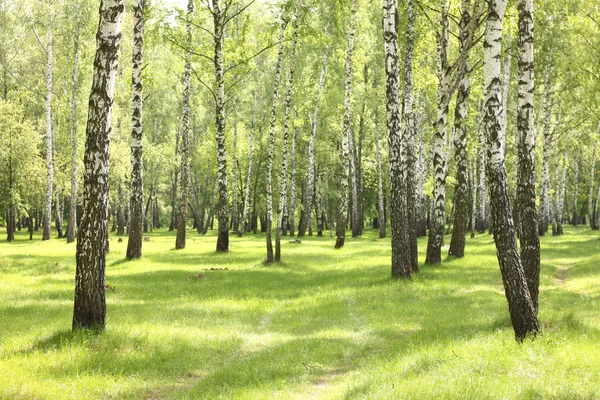 Árboles de abedul de verano en el bosque, hermoso abedul, madera de abedul —  Fotos de Stock