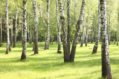Yaz huş ağaçları orman, güzel huş grove, huş ağacı ahşap
