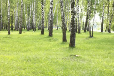 Yaz huş ağaçları orman, güzel huş grove, huş ağacı ahşap