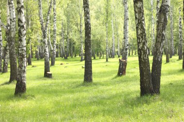 Yaz huş ağaçları orman, güzel huş grove, huş ağacı ahşap