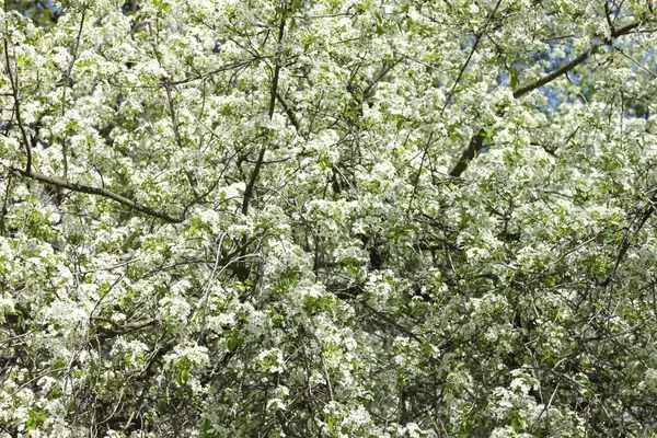 봄 꽃 배경, 아름 다운 흰 꽃입니다. 신선도, 향기와 부드러움. — 스톡 사진