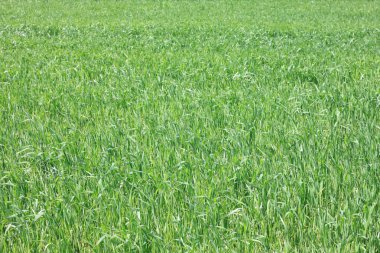 taze kalın çim, arka plan yeşil çimen