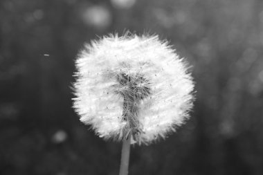 Güzel karahindiba. Tek bir çiçek ile siyah ve beyaz fotoğraf.