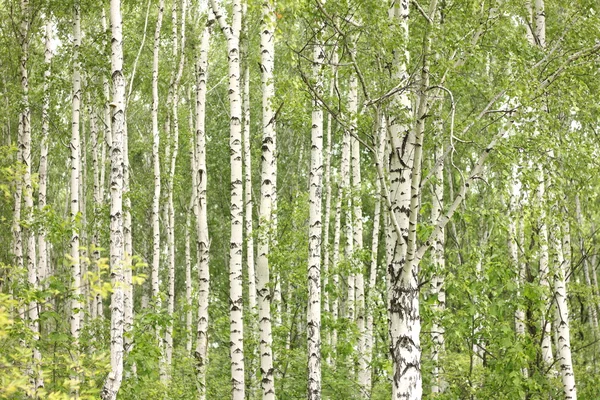 Summer birch trees in forest, beautiful birch grove, birch-wood — Stock Photo, Image