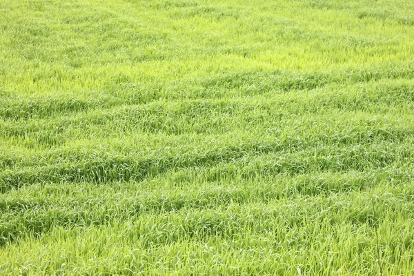 鲜厚的草, 绿草的背景 — 图库照片