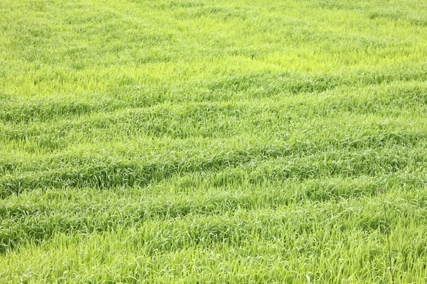 Herbe épaisse fraîche, fond d'herbe verte — Photo