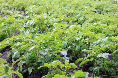 patates alan yeşil sürgünler patates ile