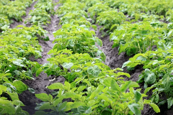 Potato field with green shoots of potatoes — Stock Photo, Image