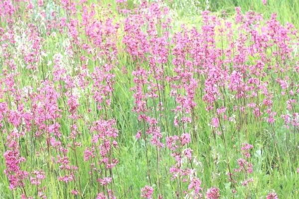 Foto di prato di primavera con fiori selvatici rosa, messa a fuoco selettiva — Foto Stock