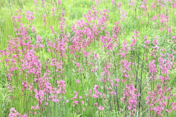 Foto di prato di primavera con fiori selvatici rosa, messa a fuoco selettiva — Foto Stock