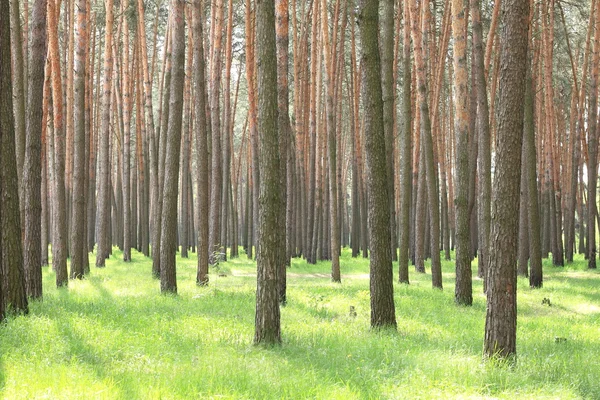 Bosque de pinos con hierba verde fresca por la mañana —  Fotos de Stock