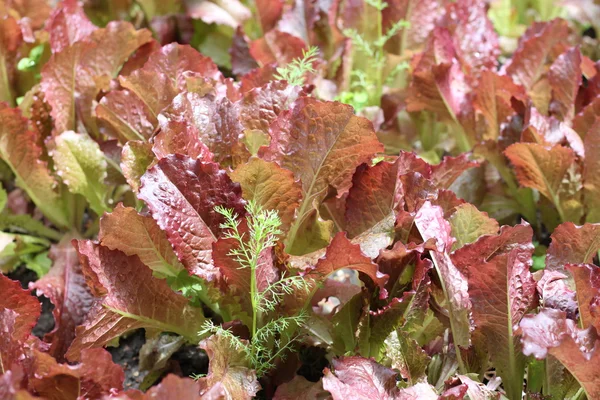 Leaves of salad in garden — Stock Photo, Image