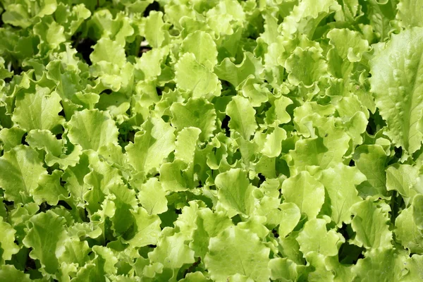 Leaves of green salad in garden — Stock Photo, Image