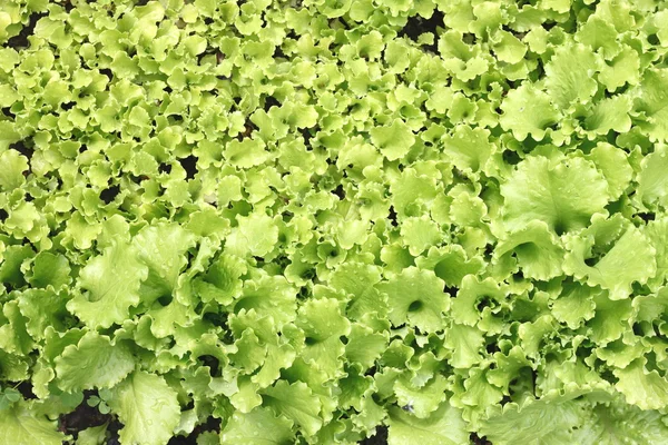 Leaves of green salad in garden — Stock Photo, Image