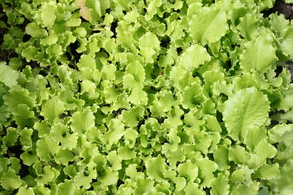 Leaves of salad in garden — Stock Photo, Image