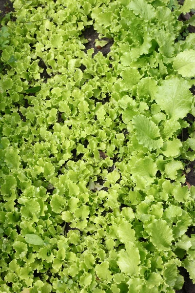 Leaves of salad in garden — Stock Photo, Image