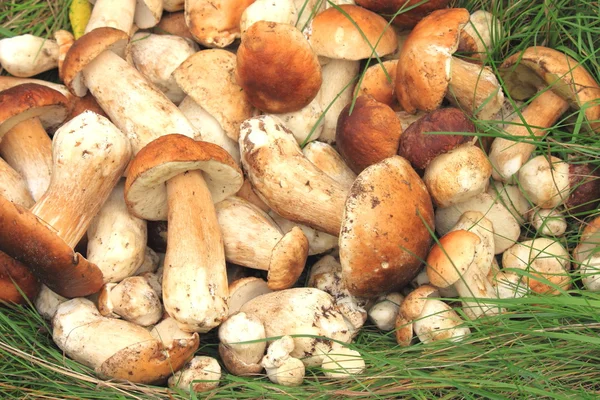 Lots of fresh mushrooms closeup. Mushroom boletus. — Stock Photo, Image