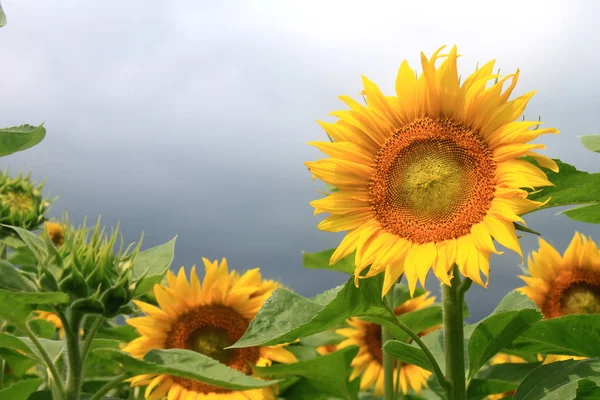 Champ de tournesol par temps nuageux. — Photo