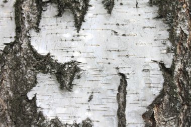 Huş kabuğu dokusu doğal arka plan kağıdı yakın plan