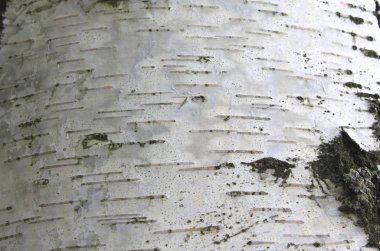 Huş kabuğu dokusu doğal arka plan kağıdı yakın plan