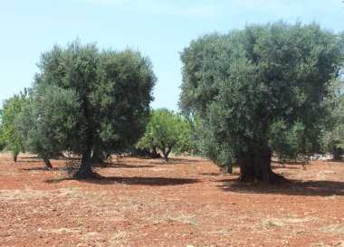 Mavi gökyüzüne karşı eski zeytin ağaçlarıyla Akdeniz zeytin alan