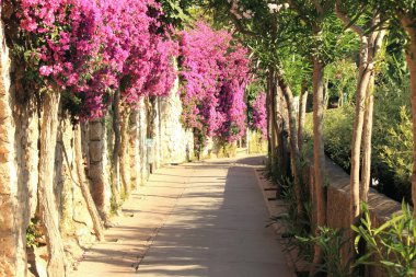 Capri Adası İtalya çiçek sokak. Güzel yaz manzara.