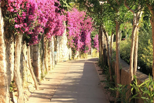 Flower alley on island of Capri in Italy. Beautiful summer landscape. — Stock Photo, Image