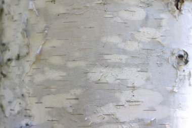 Huş kabuğu dokusu doğal arka plan kağıdı yakın plan