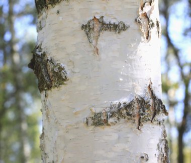 huş kabuğu closeup, huş ağacı orman yaz aylarında