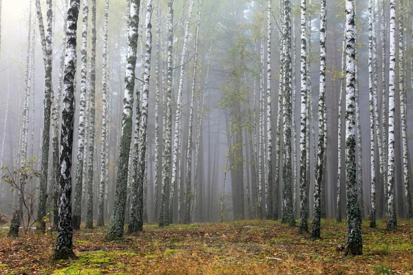 Trunks di betulle in mattina di autunno in tempo nebbioso — Foto Stock