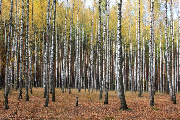 Arboleda de abedules y hierba seca a principios de otoño —  Fotos de Stock