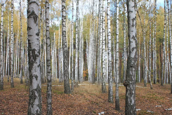 Grove břízy a suché trávy počátkem podzimu — Stock fotografie