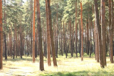 Çam ormanı sabahın erken saatlerinde. Sabah Hint yaz aylarında güneşli havalarda iğne yapraklı orman.