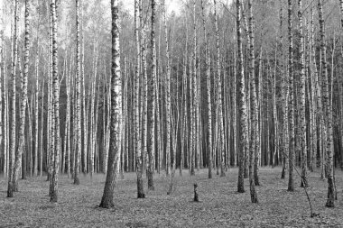 Huş ağacı orman, siyah-beyaz fotoğraf