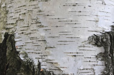 Huş kabuğu dokusu doğal arka plan kağıdı yakın plan