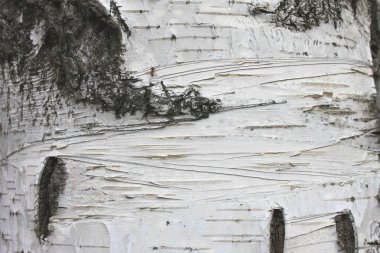 Huş kabuğu dokusu doğal arka plan kağıdı yakın plan