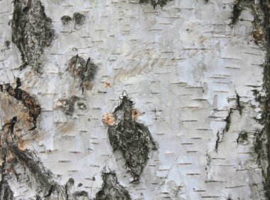 Huş kabuğu dokusu doğal arka plan kağıdı yakın plan