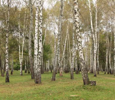 Sonbahar huş grove bulutlu hava