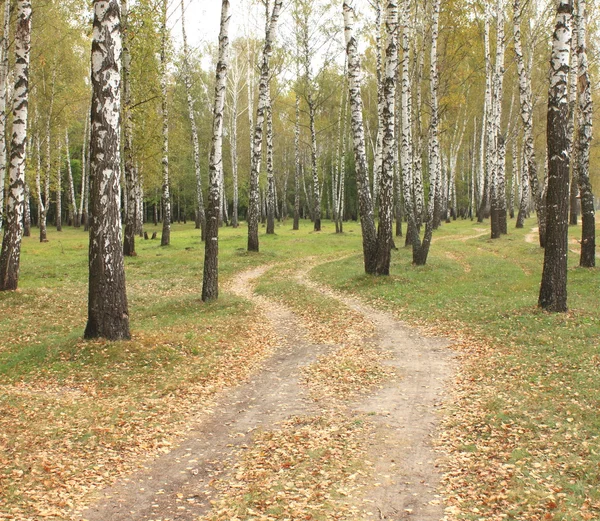 Autumn birch grove in cloudy weather — Stock Photo, Image